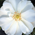 Weiß - Bodendecker rosen  - White Flower Carpet